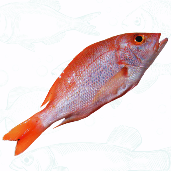 Pargo rojo